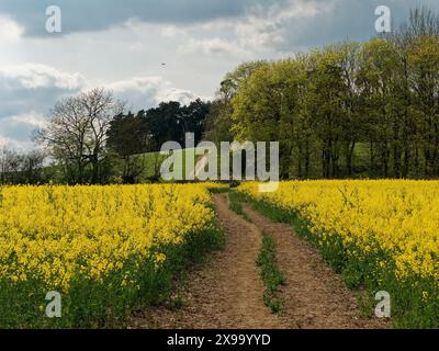 Feldweg durch eine Rapsernte, der zu einem Fußweg in Richtung Folly-Wald im Hintergrund in Faringdon, Oxfordshire, England führt Stockfoto