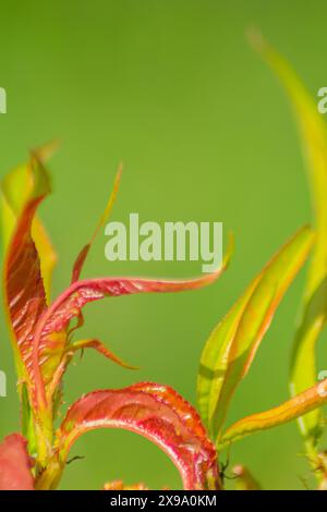 Nahaufnahme einer Ranch eines Pfirsichbaums mit Blattkräuselung durch einen Pilz. Blattkrankheit. Taphrina deformans Stockfoto