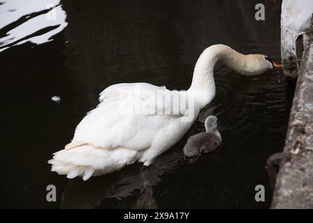 Windsor, Großbritannien. 30. Mai 2024. Ein süßer kleiner flauschiger, grauer, stummer Schwan cygnet hält sich in der Nähe seiner Mutter an der Themse in Windsor, Berkshire. Kredit: Maureen McLean/Alamy Stockfoto