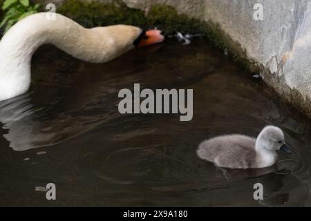 Windsor, Großbritannien. 30. Mai 2024. Ein süßer kleiner flauschiger, grauer, stummer Schwan cygnet hält sich in der Nähe seiner Mutter an der Themse in Windsor, Berkshire. Kredit: Maureen McLean/Alamy Stockfoto