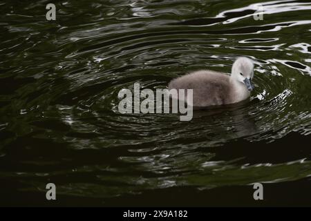 Windsor, Großbritannien. 30. Mai 2024. Ein süßer kleiner flauschiger, grauer, stummer Schwan cygnet hält sich in der Nähe seiner Mutter an der Themse in Windsor, Berkshire. Kredit: Maureen McLean/Alamy Stockfoto