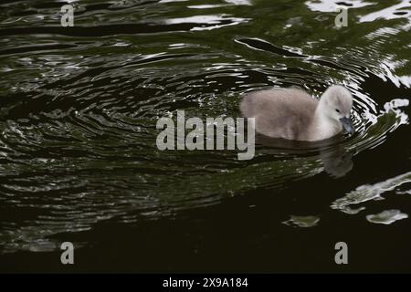 Windsor, Großbritannien. 30. Mai 2024. Ein süßer kleiner flauschiger, grauer, stummer Schwan cygnet hält sich in der Nähe seiner Mutter an der Themse in Windsor, Berkshire. Kredit: Maureen McLean/Alamy Stockfoto