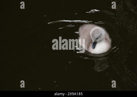 Windsor, Großbritannien. 30. Mai 2024. Ein süßer kleiner flauschiger, grauer, stummer Schwan cygnet hält sich in der Nähe seiner Mutter an der Themse in Windsor, Berkshire. Kredit: Maureen McLean/Alamy Stockfoto