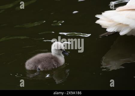 Windsor, Großbritannien. 30. Mai 2024. Ein süßer kleiner flauschiger, grauer, stummer Schwan cygnet hält sich in der Nähe seiner Mutter an der Themse in Windsor, Berkshire. Kredit: Maureen McLean/Alamy Stockfoto