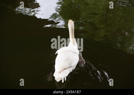 Windsor, Großbritannien. 30. Mai 2024. Ein süßer kleiner flauschiger, grauer, stummer Schwan cygnet hält sich in der Nähe seiner Mutter an der Themse in Windsor, Berkshire. Kredit: Maureen McLean/Alamy Stockfoto