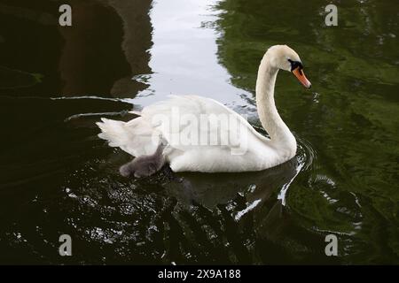 Windsor, Großbritannien. 30. Mai 2024. Ein süßer kleiner flauschiger, grauer, stummer Schwan cygnet hält sich in der Nähe seiner Mutter an der Themse in Windsor, Berkshire. Kredit: Maureen McLean/Alamy Stockfoto