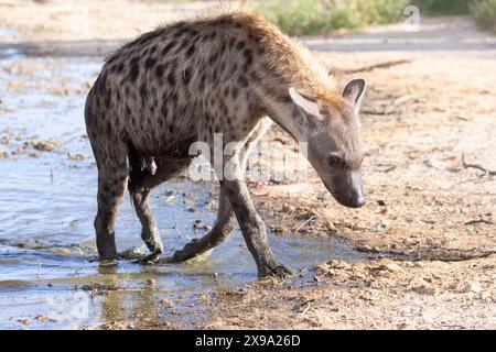 Alpha-Weibchen gefleckte Hyena (Crocuta crocuta) verlassen Wasserloch, Kgalagadi Transfrontier Park, Kalahari, Nordkap, Südafrika Stockfoto