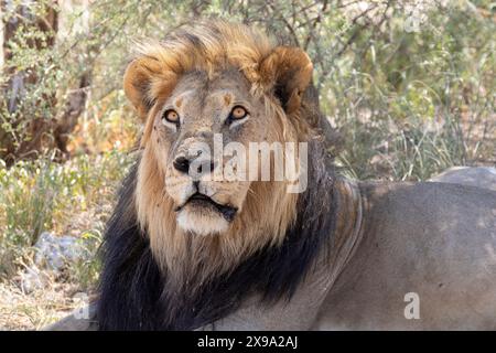 Kalahari-Löwe oder Schwarze Mähne Löwe (Panthera leo) kontemplativer Männchen im Akazienwald, Kgalagadi Transfrontier Park, Südafrika Stockfoto