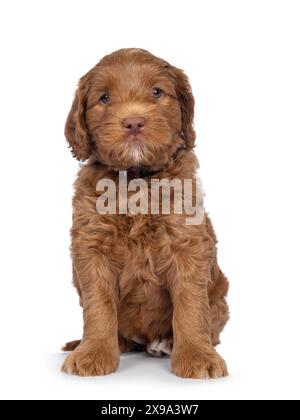 Niedliches Labradoodle alias Cobberdog-Welpen, der vorne sitzt. Mit blauen Augen direkt in die Kamera schauen. Isoliert auf weißem Hintergrund. Stockfoto