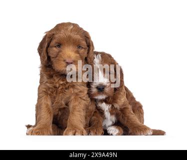 2 süße Smoking-Labradoodle aka Cobberdog-Welpen, die vorne sitzen und fast gegeneinander fallen. Mit blauen Augen direkt in die Kamera schauen. Stockfoto