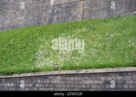 Windsor, Großbritannien. 30. Mai 2024. Wildblumen auf dem Gelände von Windsor Castle in Berkshire. Kredit: Maureen McLean/Alamy Stockfoto