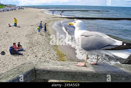 Moewen bitte nicht fuettern, an den Strandzugaengen Hinweisschilder Fuettern untersagt. Ahnungslose Ostseeurlauber haben schon so manches Fischbroetchen oder Eiswaffeln durch Moewen-Attacken unfreiwillig geopfert. *** Bitte keine Möwen füttern, Schilder an den Strandzugängen verbieten Fütterung ahnungslose Ostseeburlauber haben bereits unfreiwillig viele Fischsandwiches oder Eiskegel durch Möwenangriffe geopfert Stockfoto