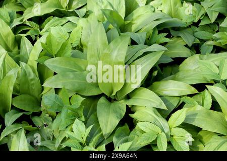 Allium ursinum, bekannt als wilder Knoblauch, hat viele medizinische Qualitäten zugeschrieben Stockfoto