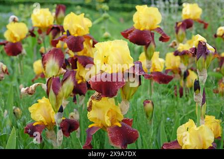 Burgunderrot und gelb Bärtige Iris „Andalou“ in Blüte. In Blume Stockfoto