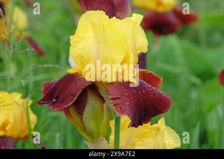 Burgunderrot und gelb Bärtige Iris „Andalou“ in Blüte. In Blume Stockfoto