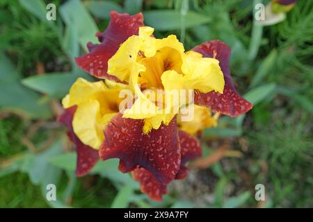 Burgunderrot und gelb Bärtige Iris „Andalou“ in Blüte. In Blume Stockfoto