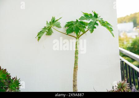 Kleine Papaya Pflanze im Garten eines Balkons in einer Wohnung. Konzept des gesunden Bio-Gartens zu Hause, Kopierraum. Stockfoto