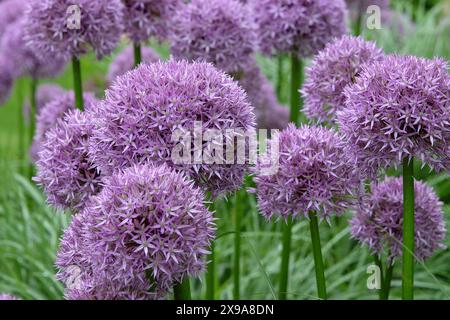 Violettes allium, Zierzwiebeln, „Globemaster“ in Blüte. Stockfoto