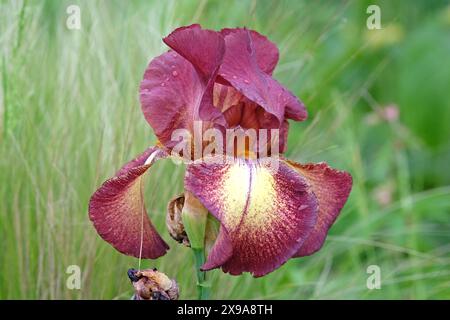 Burgunderrot und blassgelb bärtige Iris „Kent Pride“ in Blüte. Stockfoto