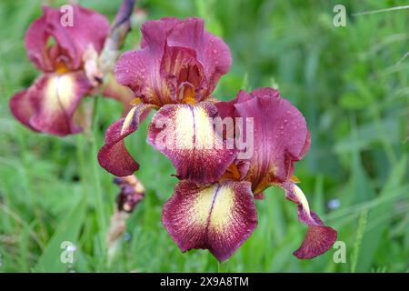 Burgunderrot und blassgelb bärtige Iris „Kent Pride“ in Blüte. Stockfoto