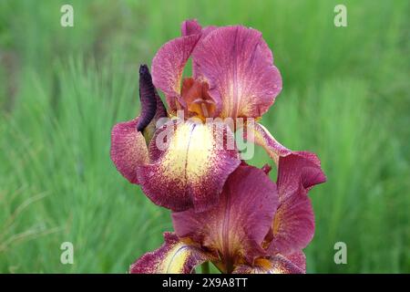 Burgunderrot und blassgelb bärtige Iris „Kent Pride“ in Blüte. Stockfoto