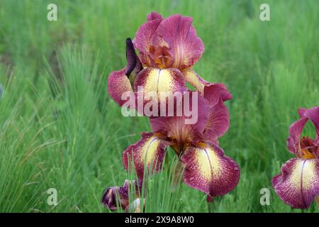 Burgunderrot und blassgelb bärtige Iris „Kent Pride“ in Blüte. Stockfoto