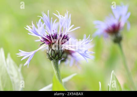 Nahaufnahme eines wunderschönen Centaurea Montana vor einem sonnendurchfluteten, verschwommenen Wiesenhintergrund, Seitenansicht Stockfoto