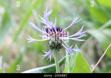 Nahaufnahme einer hellblauen Centaurea Montana Blume, die ihre blauen Blüten in alle Richtungen spannt, heller, verschwommener Hintergrund Stockfoto