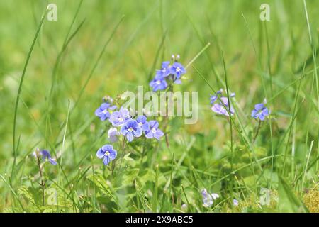 Nahaufnahme einer Gruppe von hübsch blau blühenden veronica-Pflanzen zwischen den grünen Gräsern eines Rasens Stockfoto