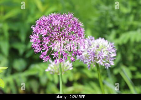 Nahaufnahme einer wunderschönen violetten allium-Blume in einem Gartenbett, verschwommener sonnendurchfluteter Hintergrund Stockfoto