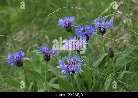 Nahaufnahme mehrerer Centaurea Montana Blüten in einer natürlichen Umgebung, selektiver Fokus Stockfoto