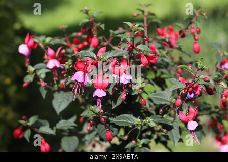 Nahaufnahme der wunderschönen hängenden Blumen einer Fuchsia vor einem sonnendurchfluteten natürlichen Hintergrund Stockfoto