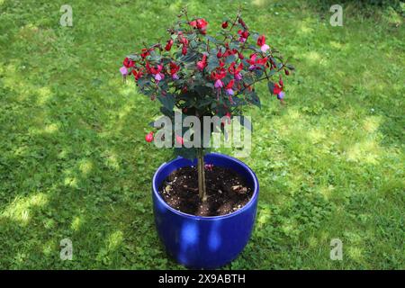 Aufnahme einer blühenden Topffuchsia, die auf einem schattigen Rasen steht Stockfoto