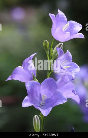 Nahaufnahme der schönen hellblauen Campanula persicifolia Blumen in einem Gartenbeet, dunkler natürlicher Hintergrund Stockfoto