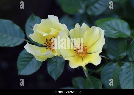 Nahaufnahme von zwei schönen Blumen der gelben persischen Rose Ducat Mella, dunkler unscharfer Hintergrund Stockfoto