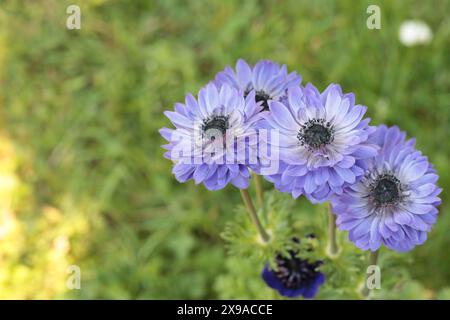 Nahaufnahme von hübschen, blau blühenden Anemonen vor einem grünen, verschwommenen Hintergrund, Kopierraum Stockfoto