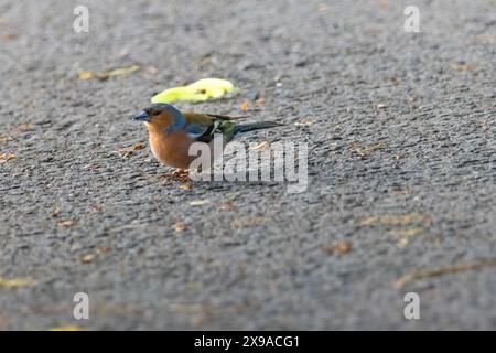 Ein kleiner Vogel steht auf einer asphaltierten Straße. Der Vogel ist braun und grün Stockfoto