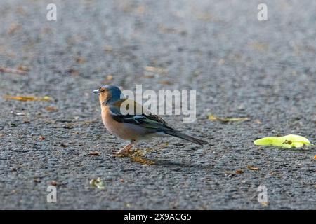 Ein kleiner Vogel steht auf einer asphaltierten Straße. Der Vogel ist braun und grün Stockfoto