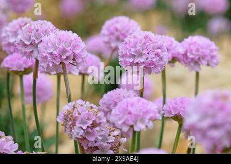 Armeria pseudarmeria „Sweet Dreams“, auch bekannt als Damenkissen, Second oder Sea Pink in Blume. Stockfoto