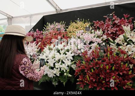 Frau fotografiert Blumenaufführungen bei der jährlichen Blumenausstellung des Malvern Spring Festival in Worcestershire Stockfoto