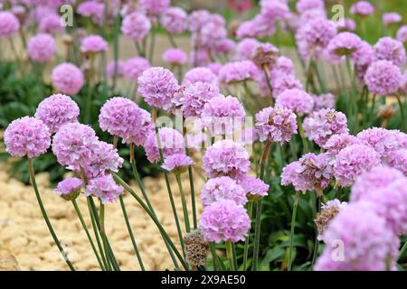 Armeria pseudarmeria „Sweet Dreams“, auch bekannt als Damenkissen, Second oder Sea Pink in Blume. Stockfoto