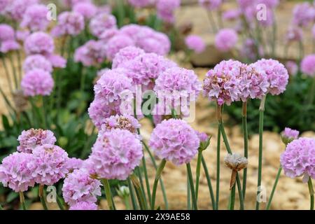 Armeria pseudarmeria „Sweet Dreams“, auch bekannt als Damenkissen, Second oder Sea Pink in Blume. Stockfoto