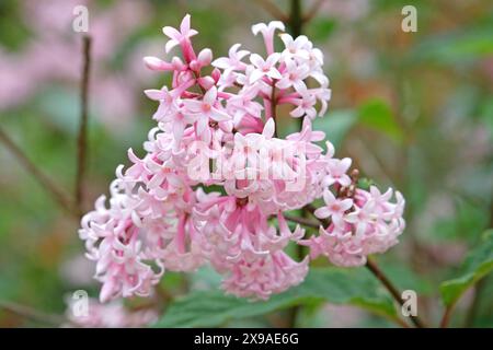 Blassrosa Flieder Syringa josiflexa „Bellicent“ in Blüte. Stockfoto