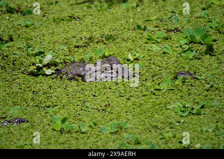 Alligator versteckt sich im Marsch Stockfoto