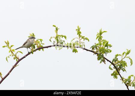 Liter Whitethroat (Sylvia curruca) auf Brambles (Rubus fruticosus) Snettisham Norfolk Mai 2024 Stockfoto