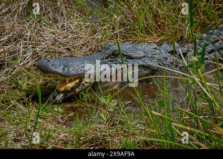 Alligator isst eine Schildkröte Stockfoto