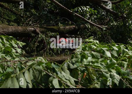 Rotes Auto zertrümmert unter umgestürztem Baum, Sturmnachwirkungen Stockfoto