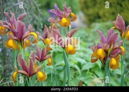 Iris hollandica in Pink, Gelb und Gold, die niederländische Iris „Herbstprinzessin“ in Blüte. Stockfoto