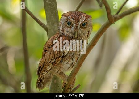 Ost-Kreischeule Stockfoto