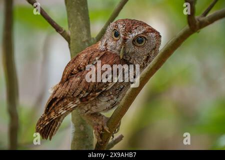 Ost-Kreischeule Stockfoto